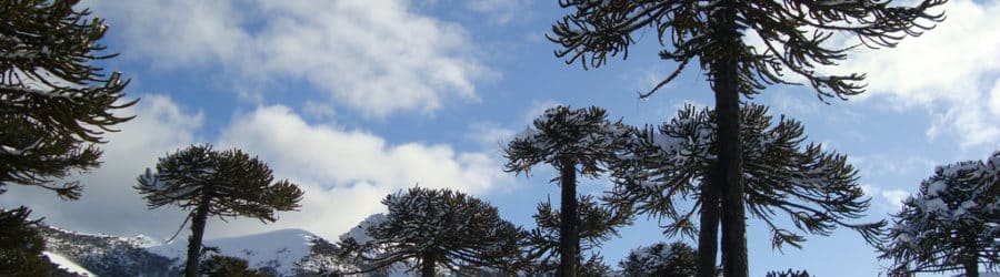 Araucaria