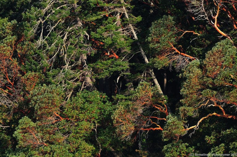 Arbousiers (Arbutus)