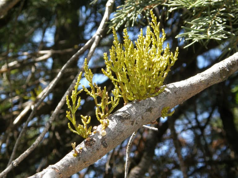 Arceuthobium (Arceuthobium)