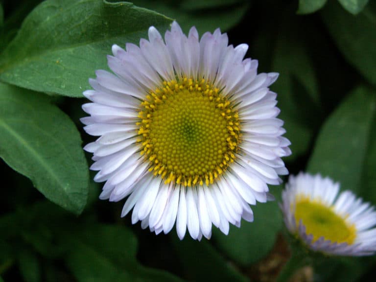 Arctotis (Arctotis)