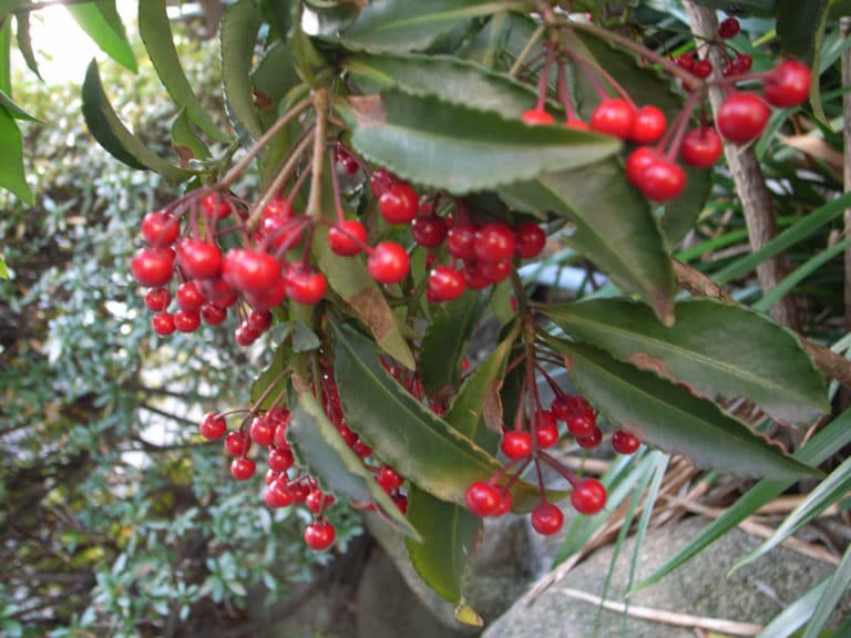 Ardisie (Ardisia)