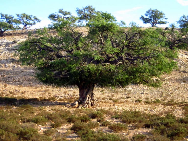 Argania (Argania)