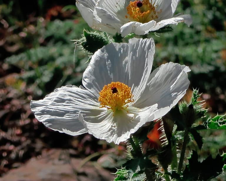 Argemone (Argemone)