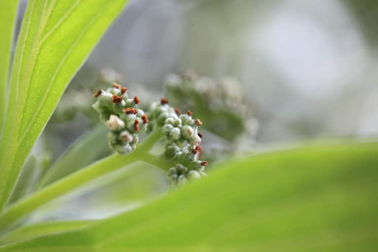 Argusia (Argusia)