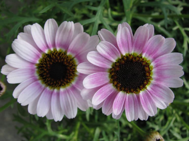 Argyranthème (Argyranthemum)