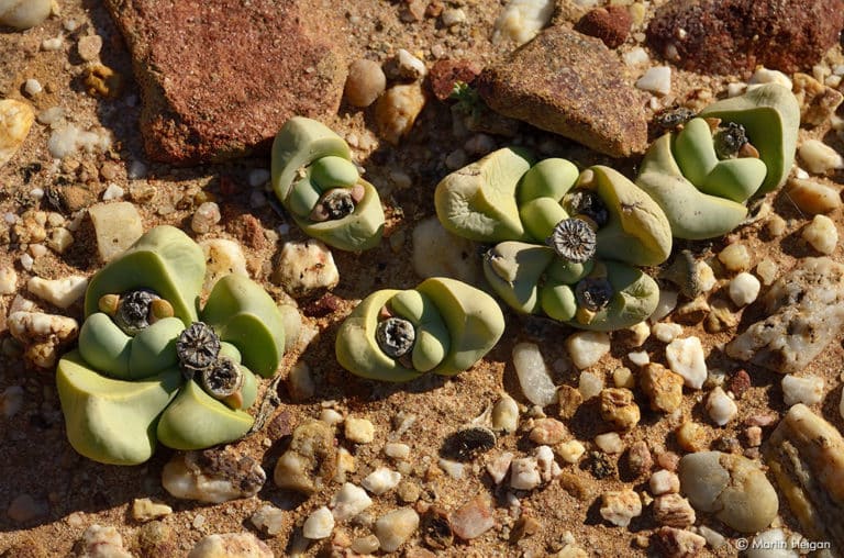Argyroderma (Argyroderma)