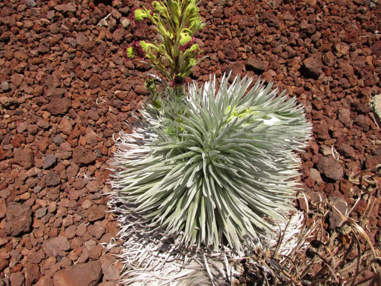 Argyroxiphium (Argyroxiphium)
