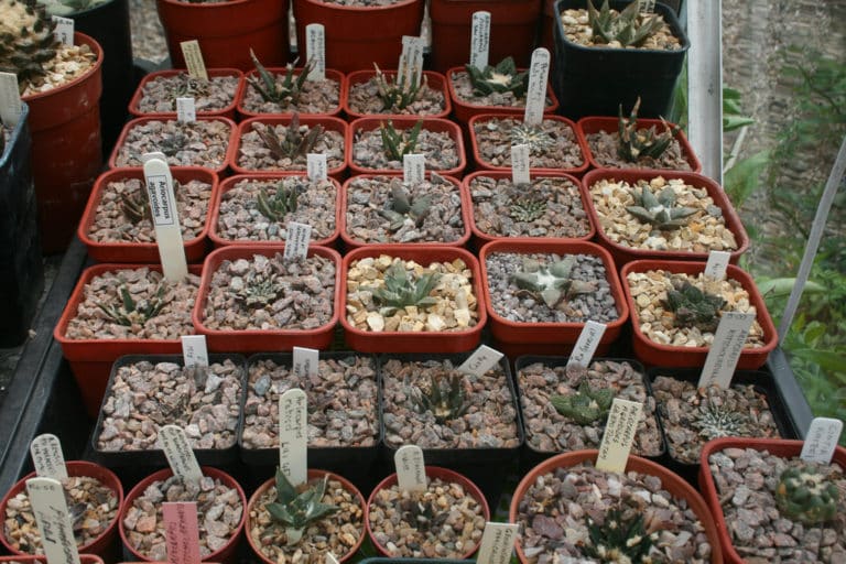 Ariocarpus (Ariocarpus)