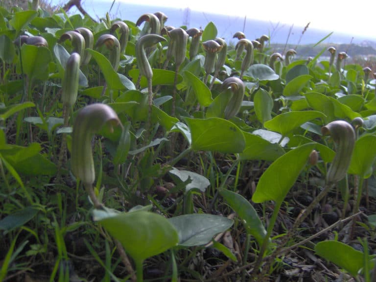 Arisarum (Arisarum)