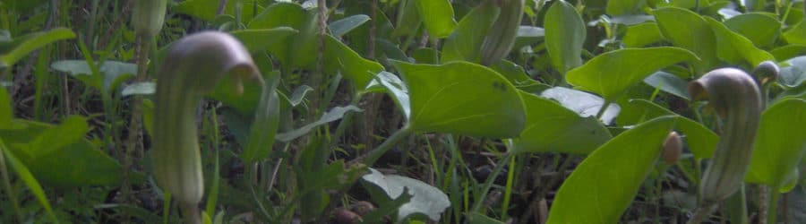 Arisarum