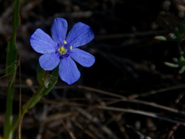Aristea (Aristea)