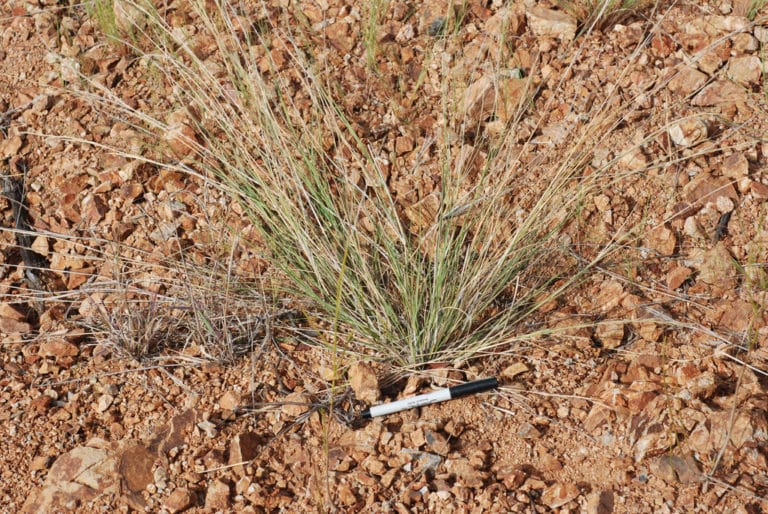 Aristida (Aristida)