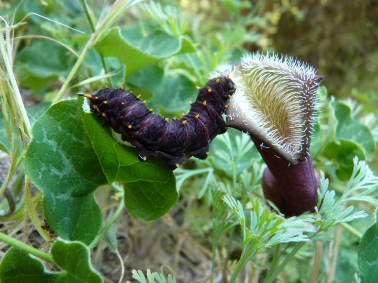 Aristoloche (Aristolochia)