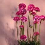 Armérie (Armeria)