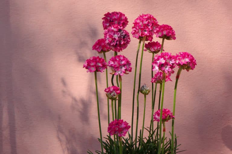 Armérie (Armeria)