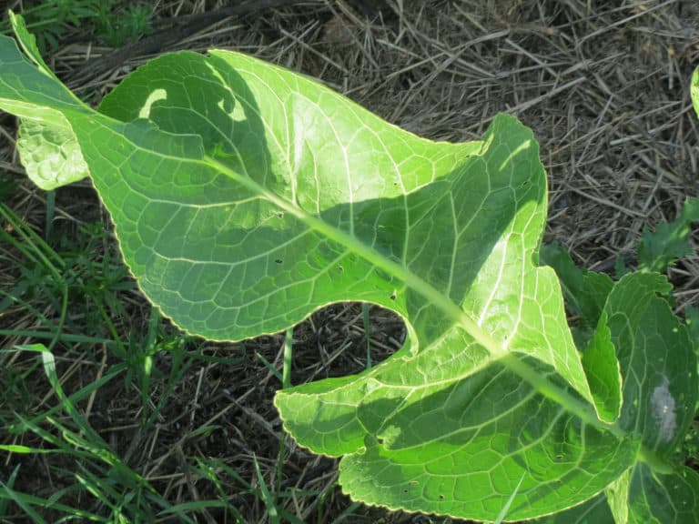 Armoracia (Armoracia)