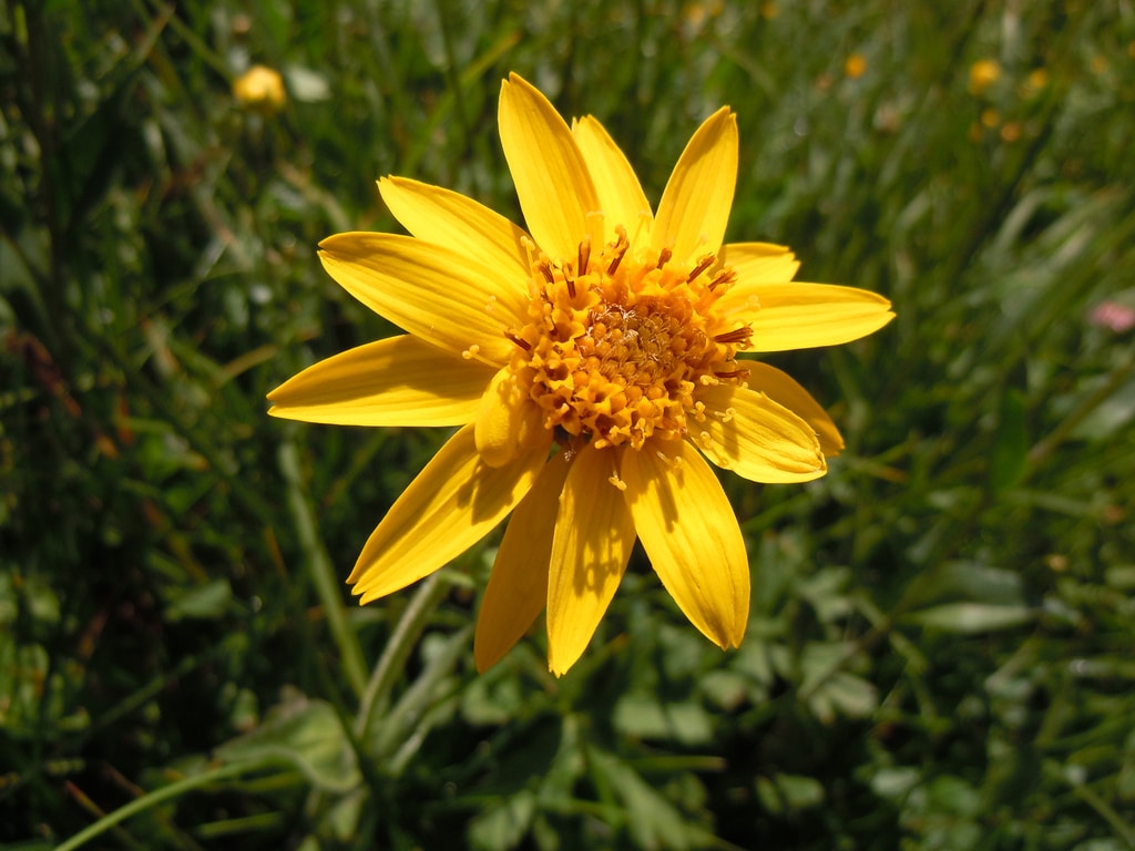 Arnica (Arnica)