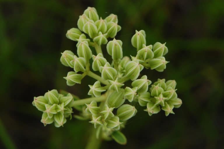 Arnoglossum (Arnoglossum)