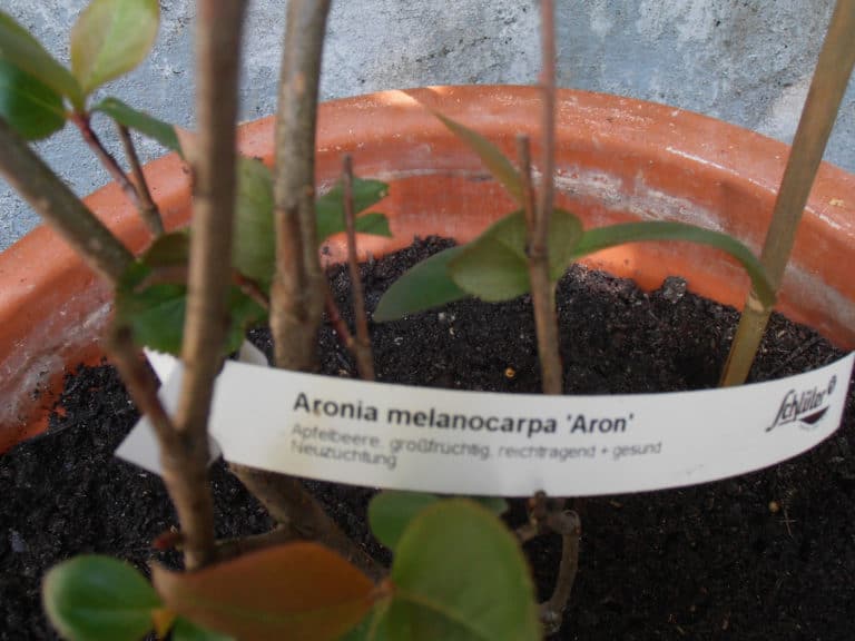 Aronia (Aronia)