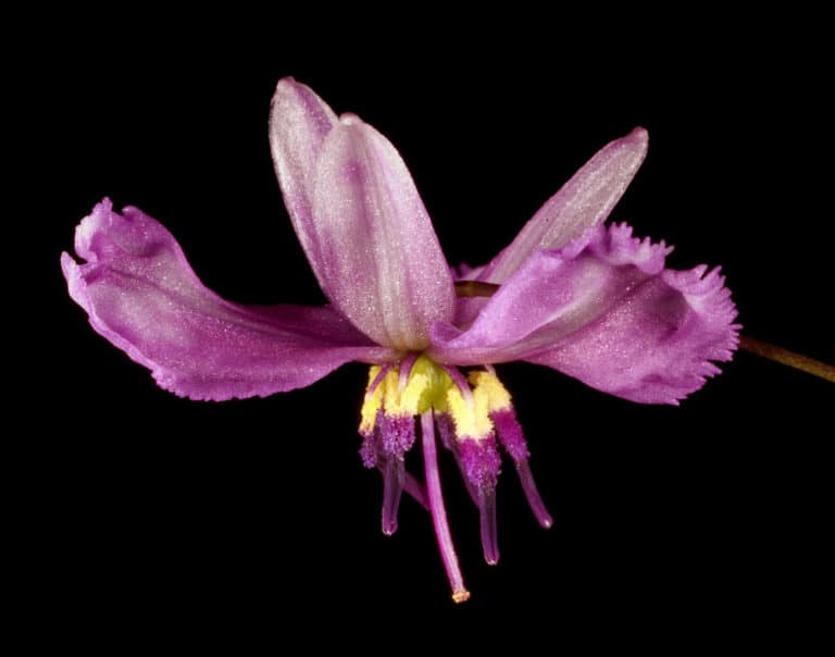 Arthropodium (Arthropodium)
