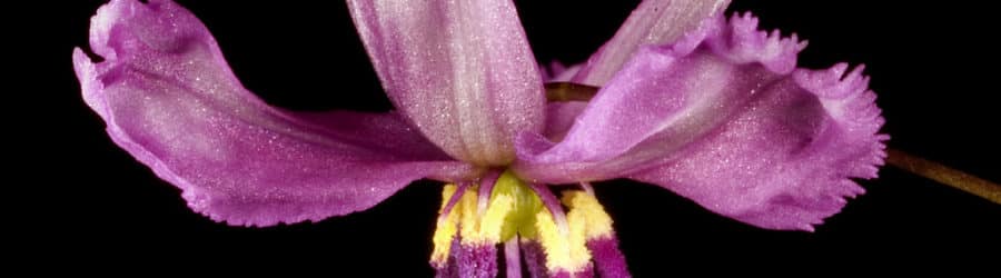 Arthropodium