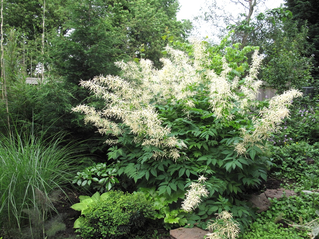 Barbe de bouc (Aruncus)