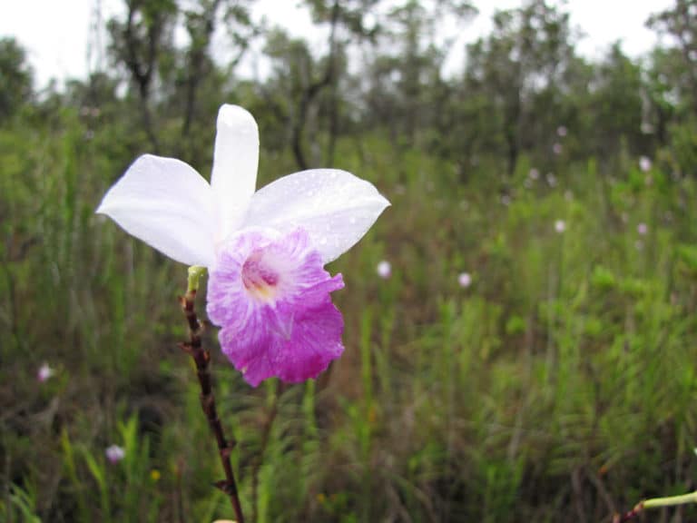 Arundina (Arundina)