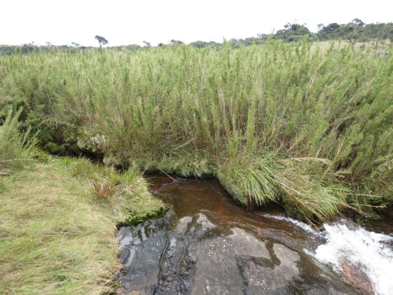 Arundinaria (Arundinaria)