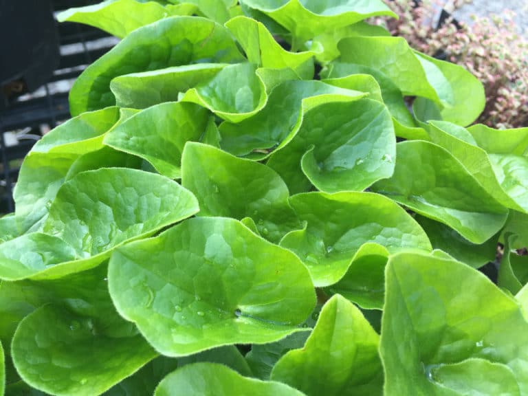 Asaret (Asarum)