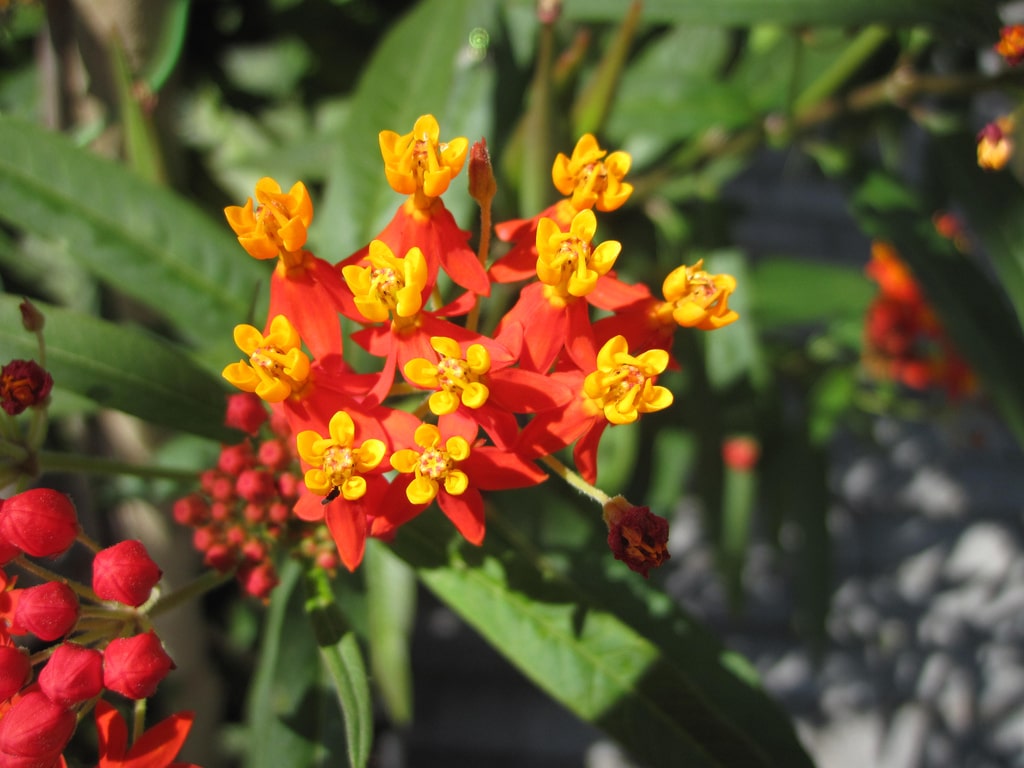 Asclépiade (Asclepias)