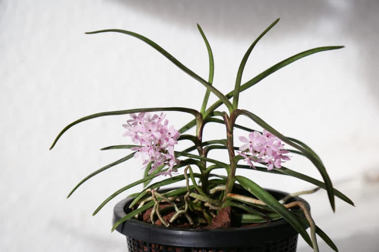 Ascocentrum (Ascocentrum)