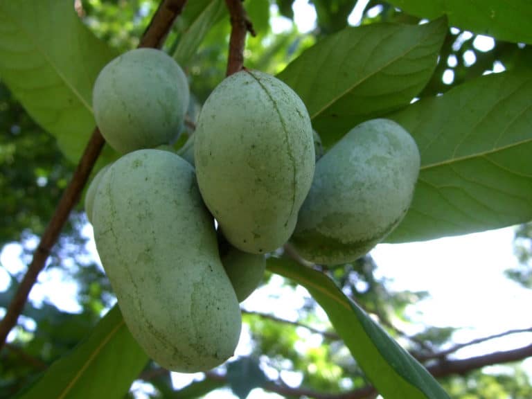 Asimine (Asimina)