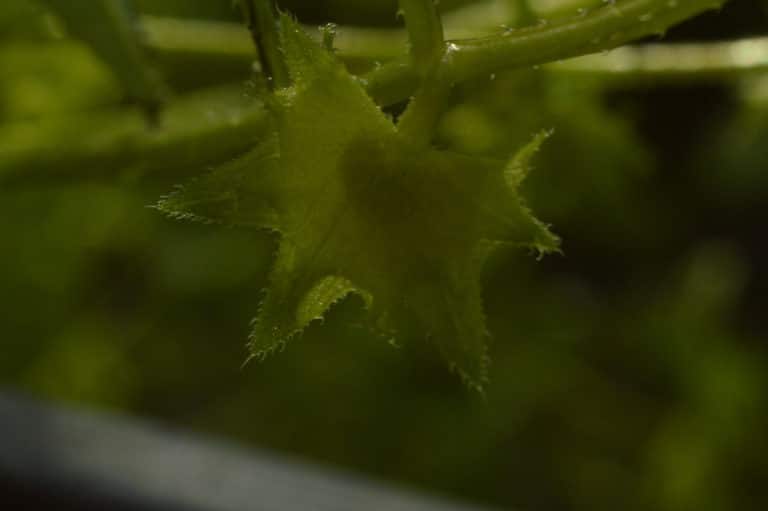 Asperugo (Asperugo)