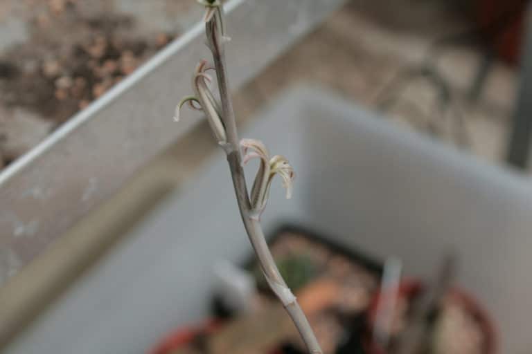 Aspérule (Asperula)