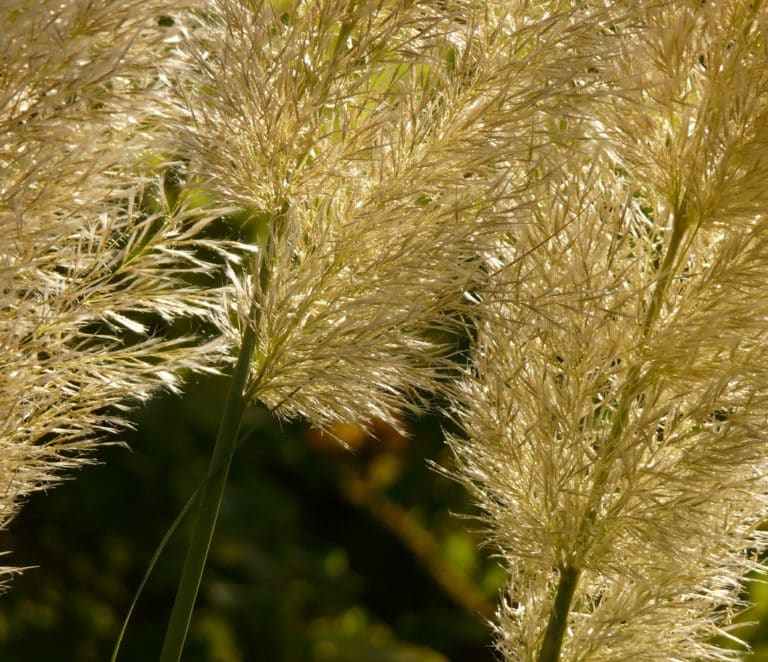 Asphodeline (Asphodeline)
