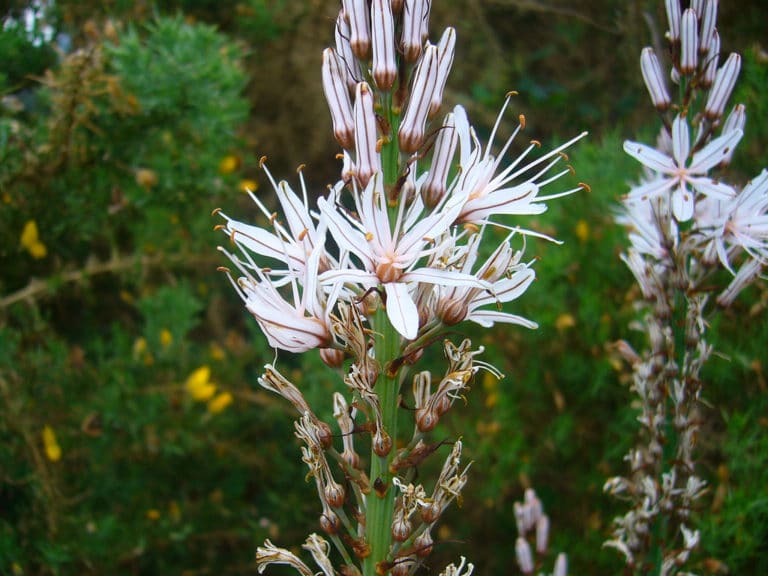 Asphodèle (Asphodelus)
