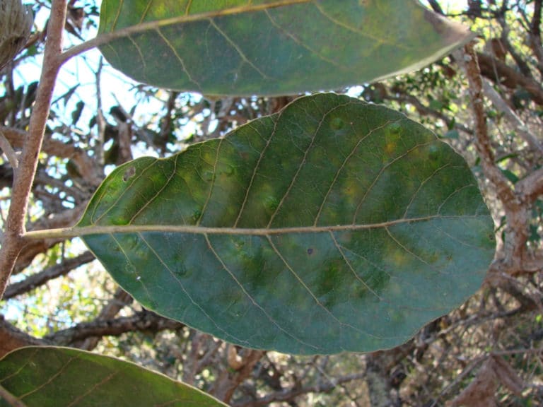 Aspidosperma (Aspidosperma)