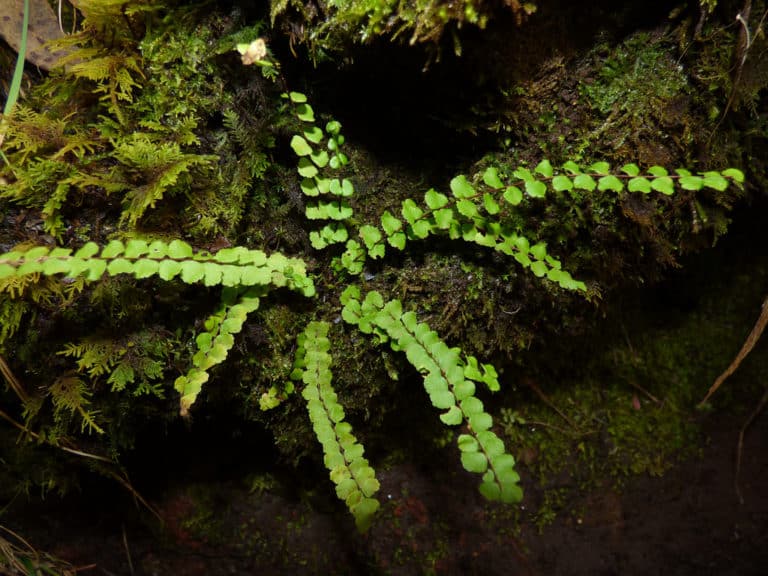 Phyllitis (Asplenium)