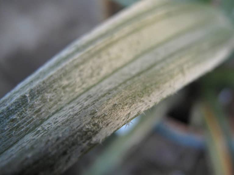 Astelia (Astelia)