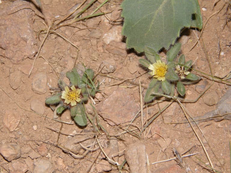 Astérolide (Asteriscus)