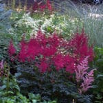 Astilbe