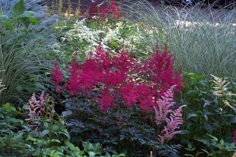 Astilbe (Astilbe)
