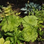 Astilboides