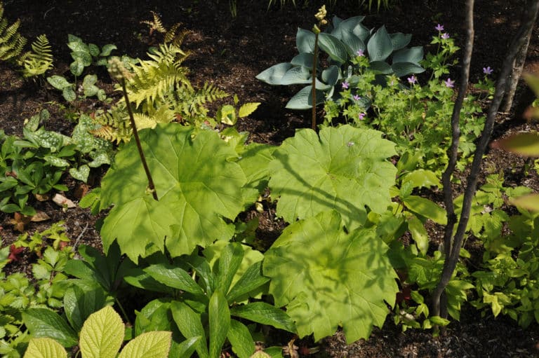 Astilboides (Astilboides)