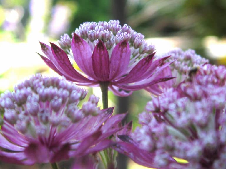 Astrance (Astrantia)