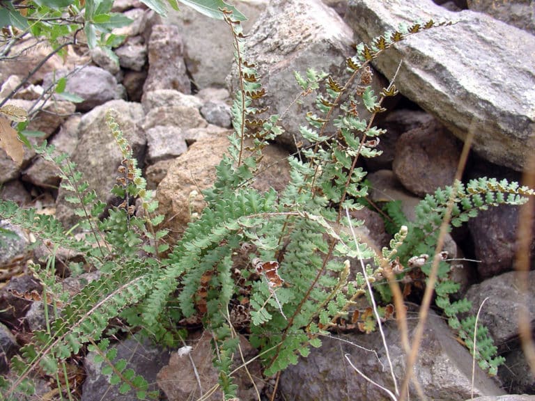 Astrolepis (Astrolepis)