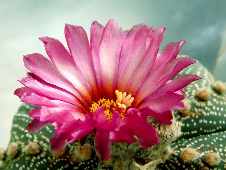 Astrophytum (Astrophytum)