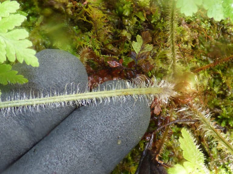 Athyrium (Athyrium)