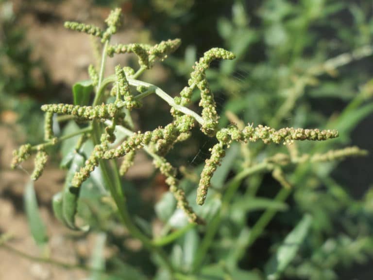 Atriplex (Atriplex)