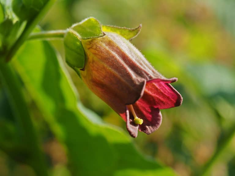 Atropa (Atropa)